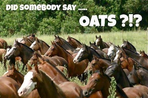 oats for horses